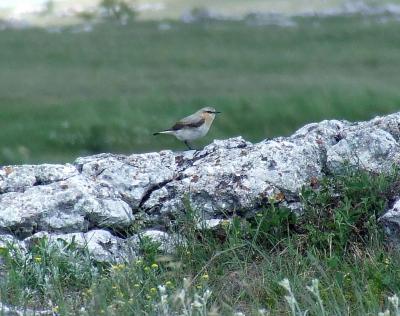 Прикрепленное изображение: b333DSCF2986.jpg